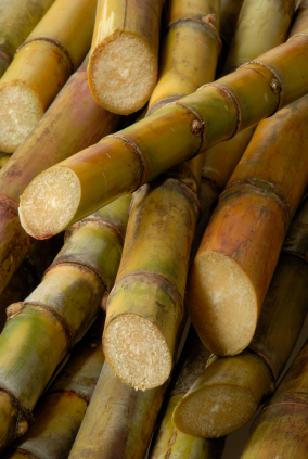 Sugar Cane.